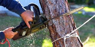 Best Tree Cabling and Bracing  in Bells, TN