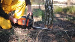 Best Tree Health Inspection  in Bells, TN