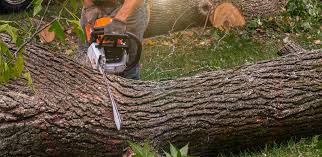 Best Lawn Mowing  in Bells, TN