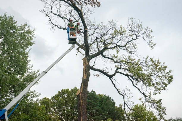 Best Tree Trimming and Pruning  in Bells, TN