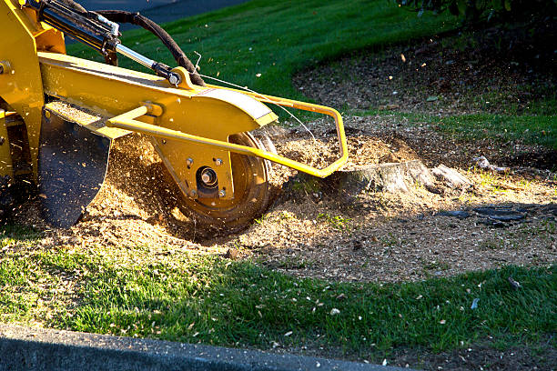 Best Tree Maintenance Programs  in Bells, TN